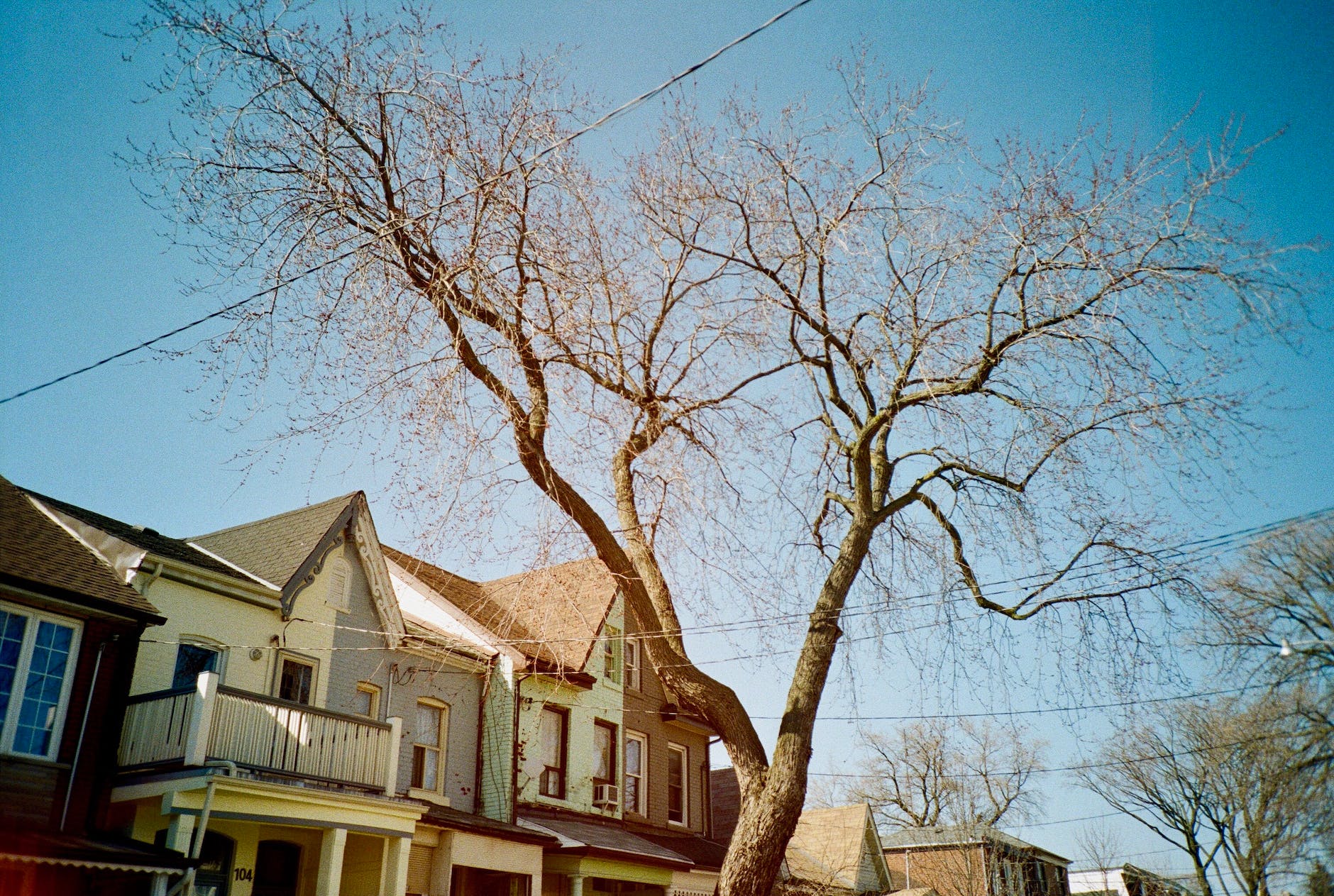 bare tree